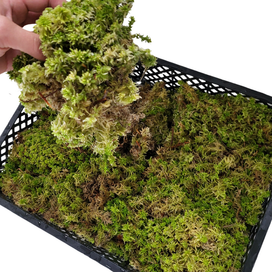 Sphagnum moss living / Sphagnum moss fresh