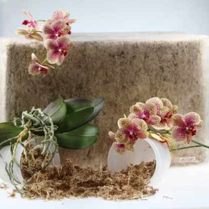 Sphagnum moss living / Sphagnum moss fresh
