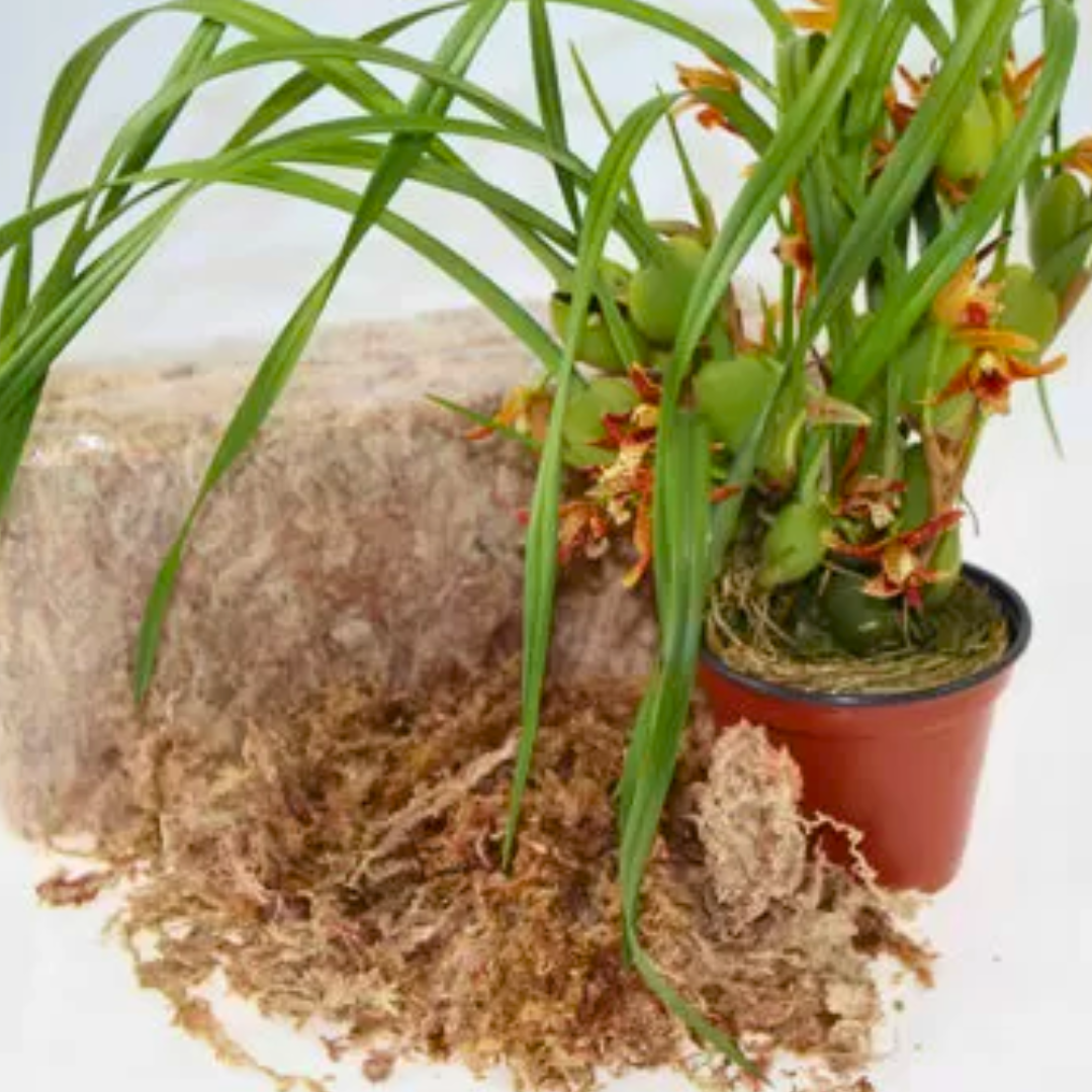 Sphagnum moss living / Sphagnum moss fresh