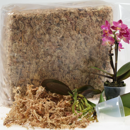 Sphagnum moss living / Sphagnum moss fresh