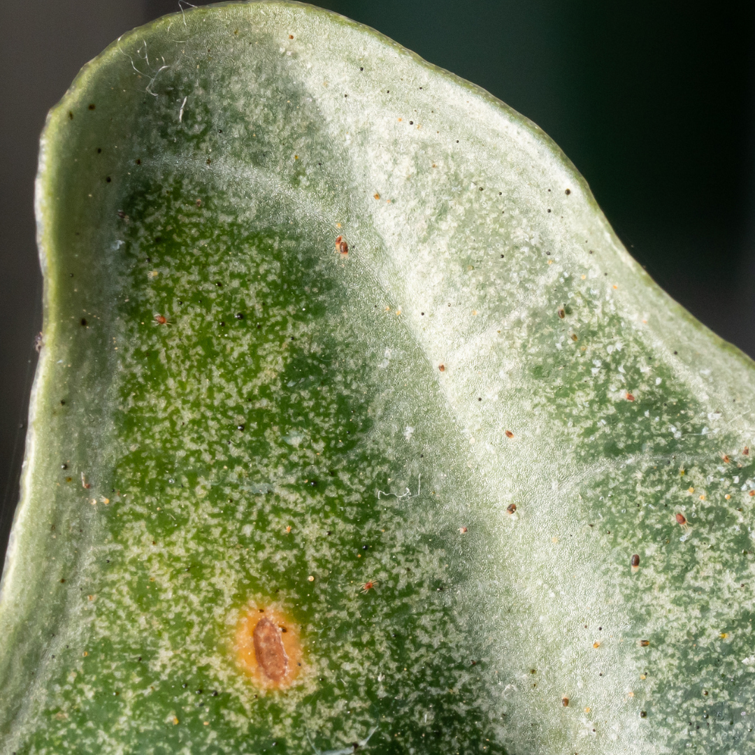 Predatory mites Amblyseius cucumeris (thrips)