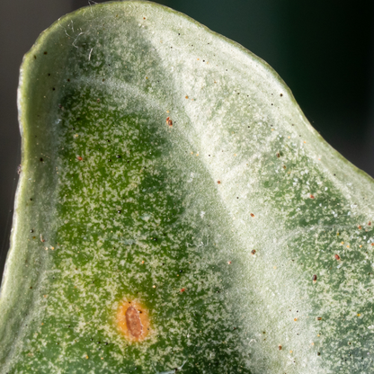 Predatory mites Amblyseius cucumeris (thrips)
