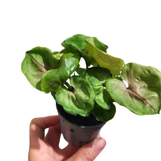 Syngonium podophyllum 'Roxanne'