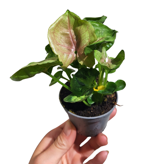 Syngonium podophyllum 'Roxanne'