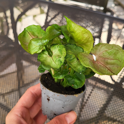 Syngonium podophyllum 'Roxanne'