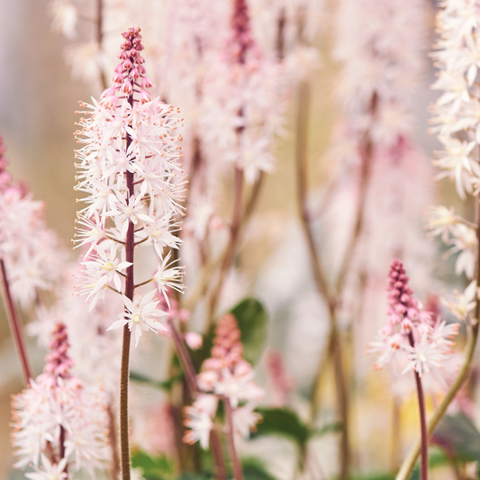 Tiarella laciniata pink bouquet
