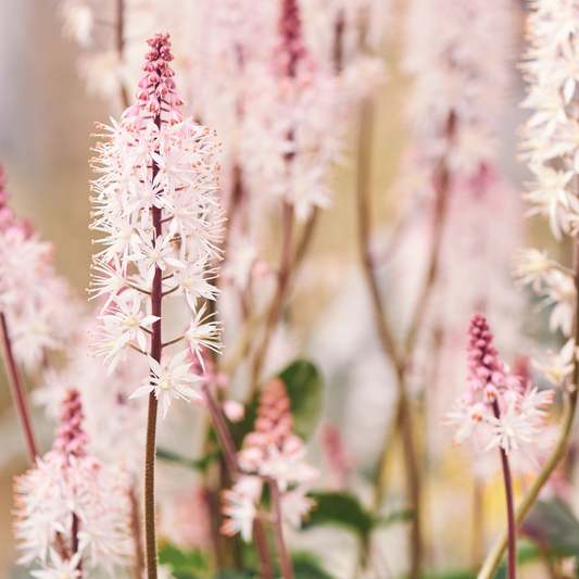 Tiarella laciniata Pink Bouquet