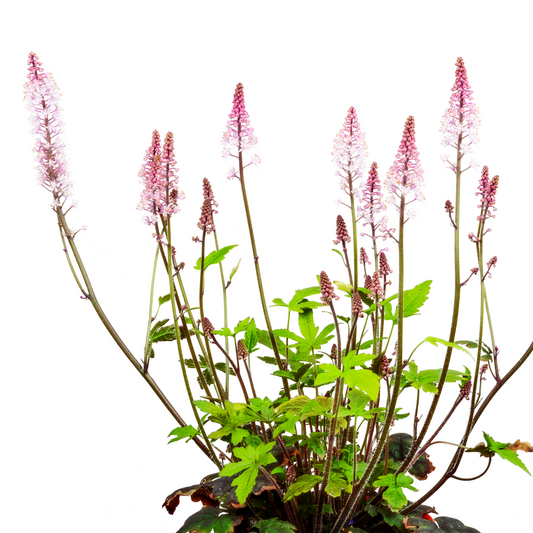 Tiarella laciniata pink bouquet