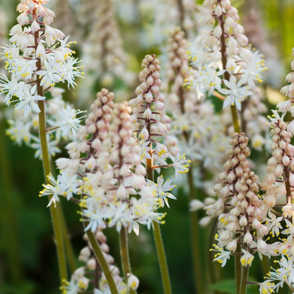 Tiarella laciniata pink bouquet