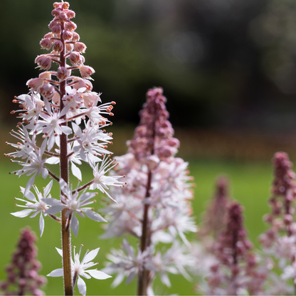 Tiarella laciniata pink bouquet
