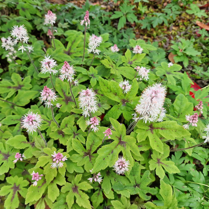Tiarella laciniata pink bouquet