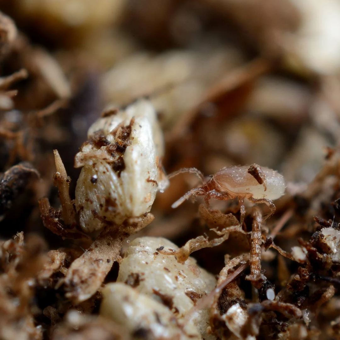 Acariens prédateurs Amblyseius cucumeris (thrips)
