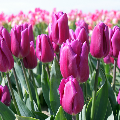 Tulipa x cultorum Drapeau Violet 10 pièces