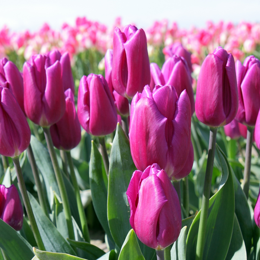 Tulipa x cultorum Purple Flag 10 pieces