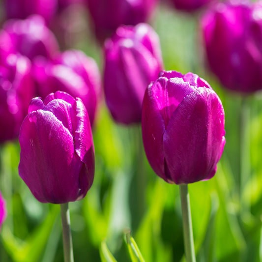 Tulipa x cultorum Purple Flag 10 pieces