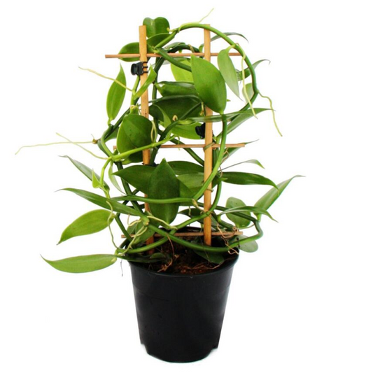Vanilla planifolia