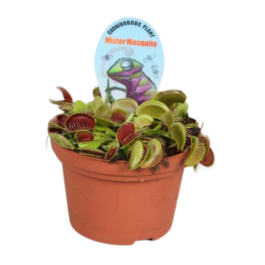 Dionaea muscipula