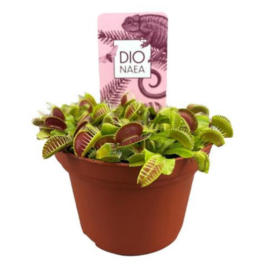 Dionaea muscipula