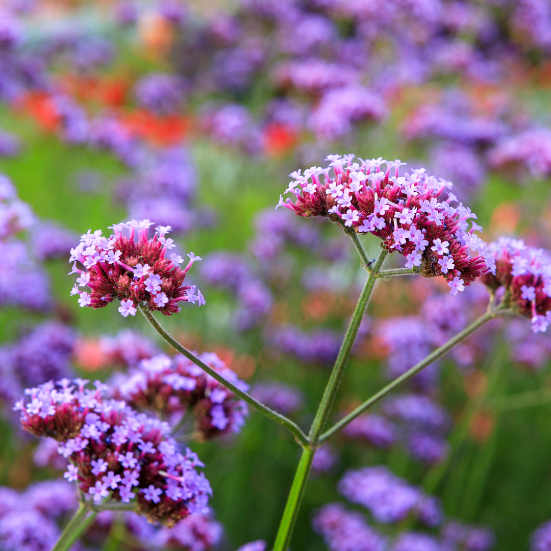 Verbena bonariensis