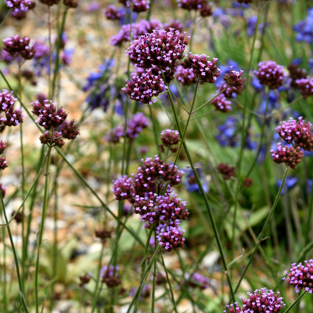 Verbena bonariensis