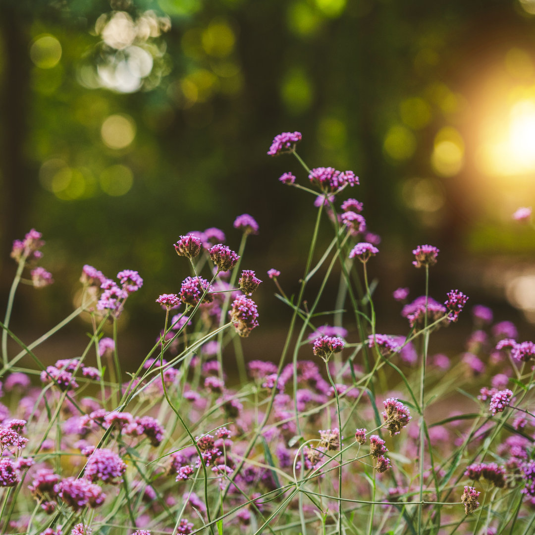 Verbena bonariensis