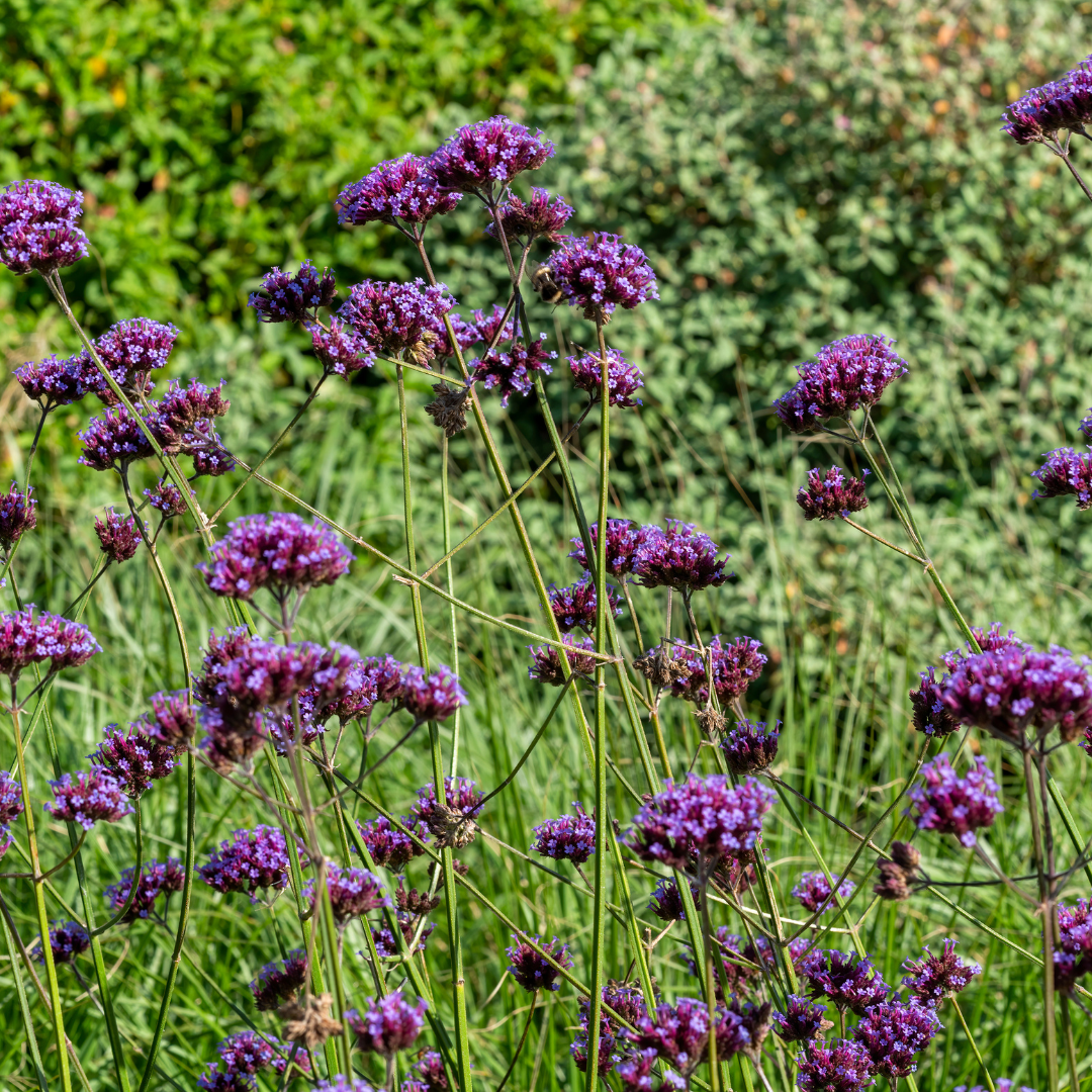 Verbena bonariensis
