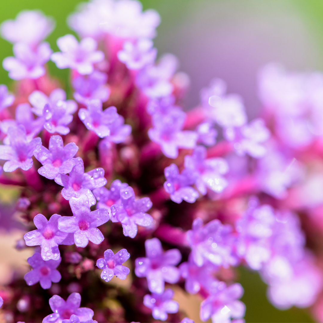 Verbena bonariensis