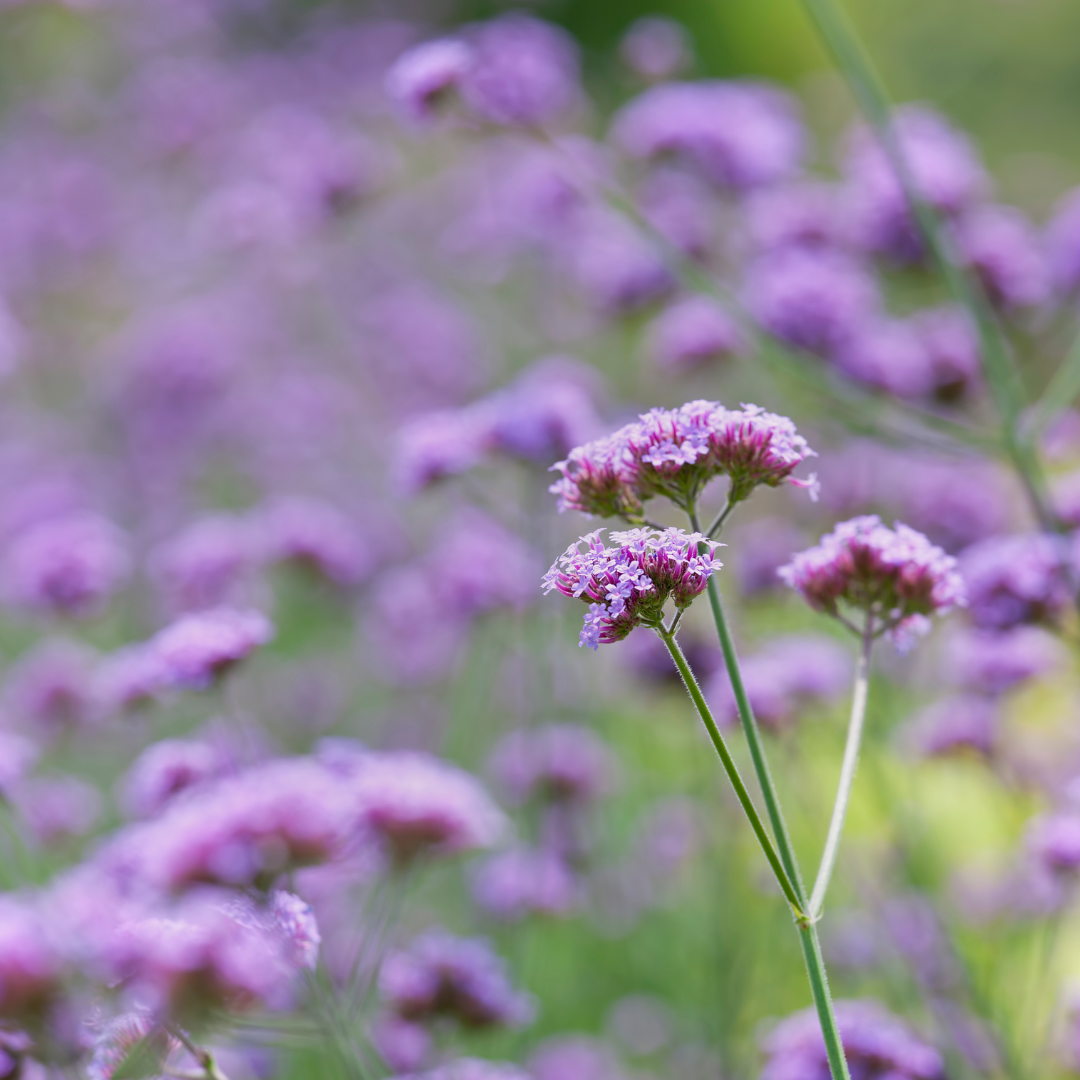 Verveine bonariensis Sucette