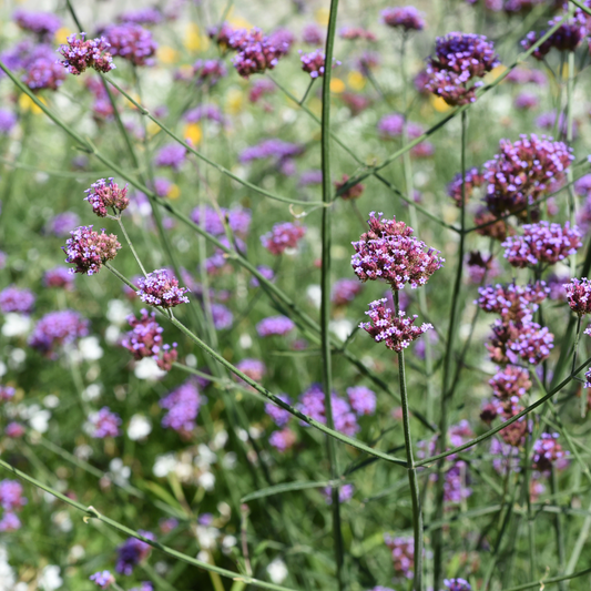 Verbena bonariensis Lollipop