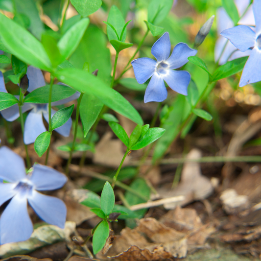 Vinca minor