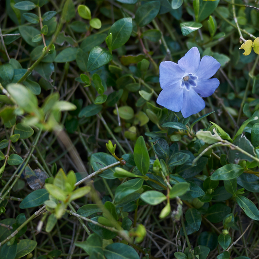Vinca minor