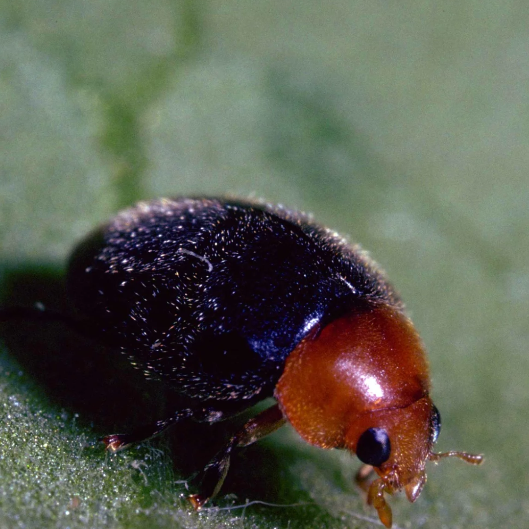 Predatory mites Amblyseius cucumeris (thrips)
