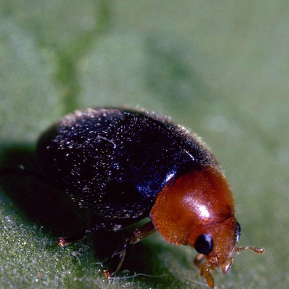 Predatory mites Amblyseius cucumeris (thrips)