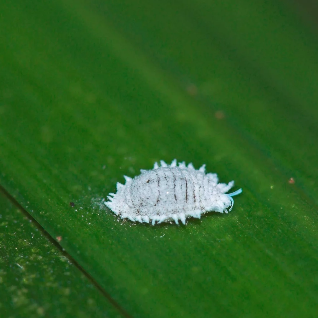 Predatory mites Amblyseius cucumeris (thrips)