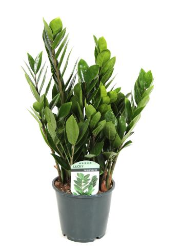 Zamioculcas zamiifolia
