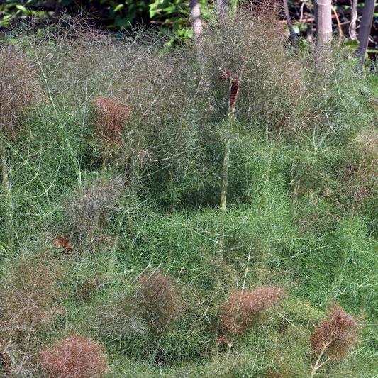Foeniculum vulgare Atropurpureum