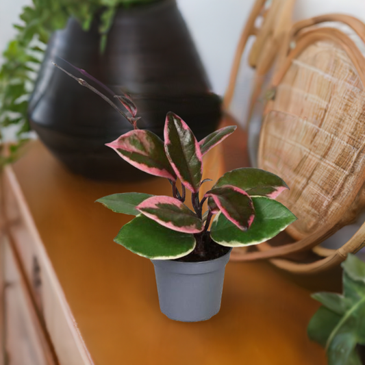 Hoya carnosa Tricolor Flamingo Dream