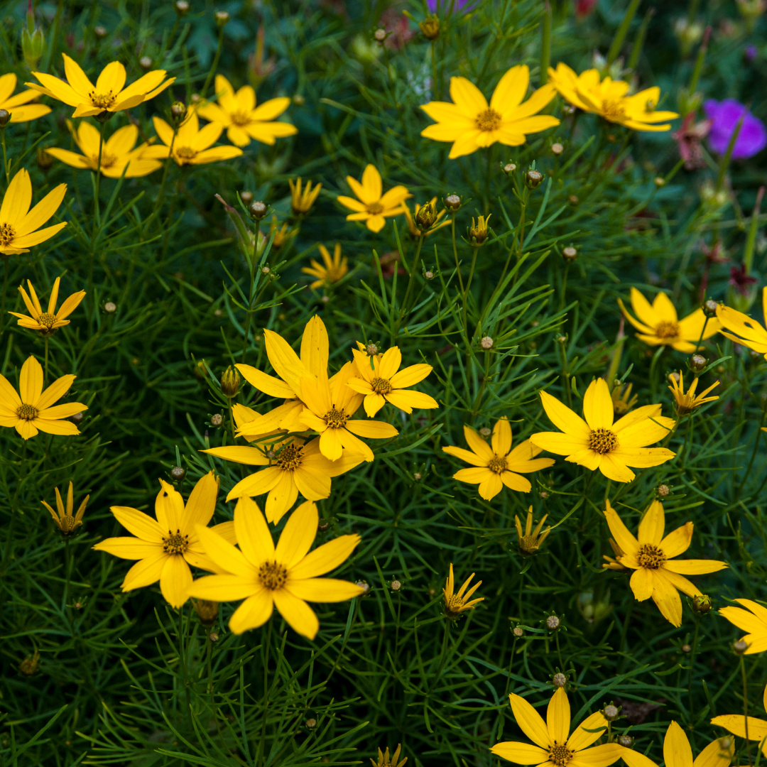 Coreopsis verticillata 'Zagreb'