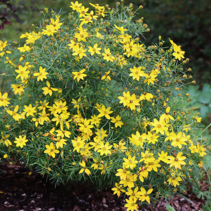 Coreopsis verticillata 'Zagreb'