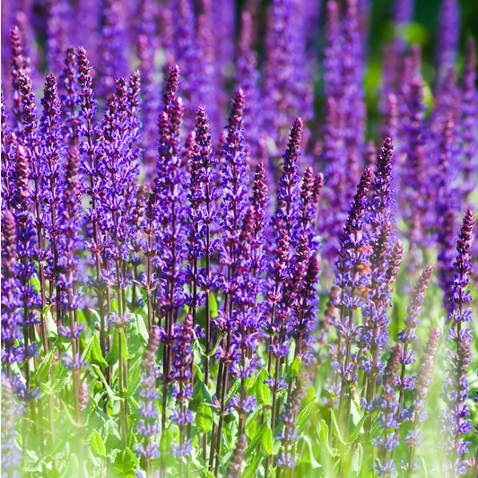 Salvia nemorosa 'Caradonna'