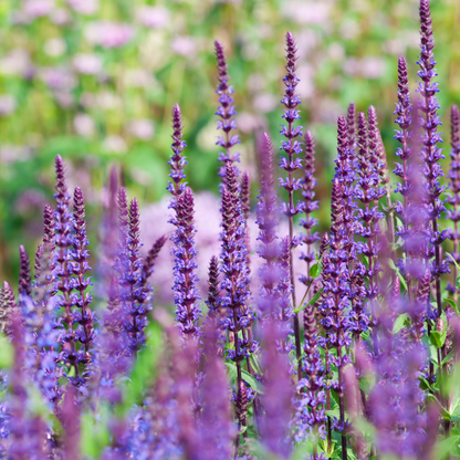 Salvia nemorosa 'Caradonna'