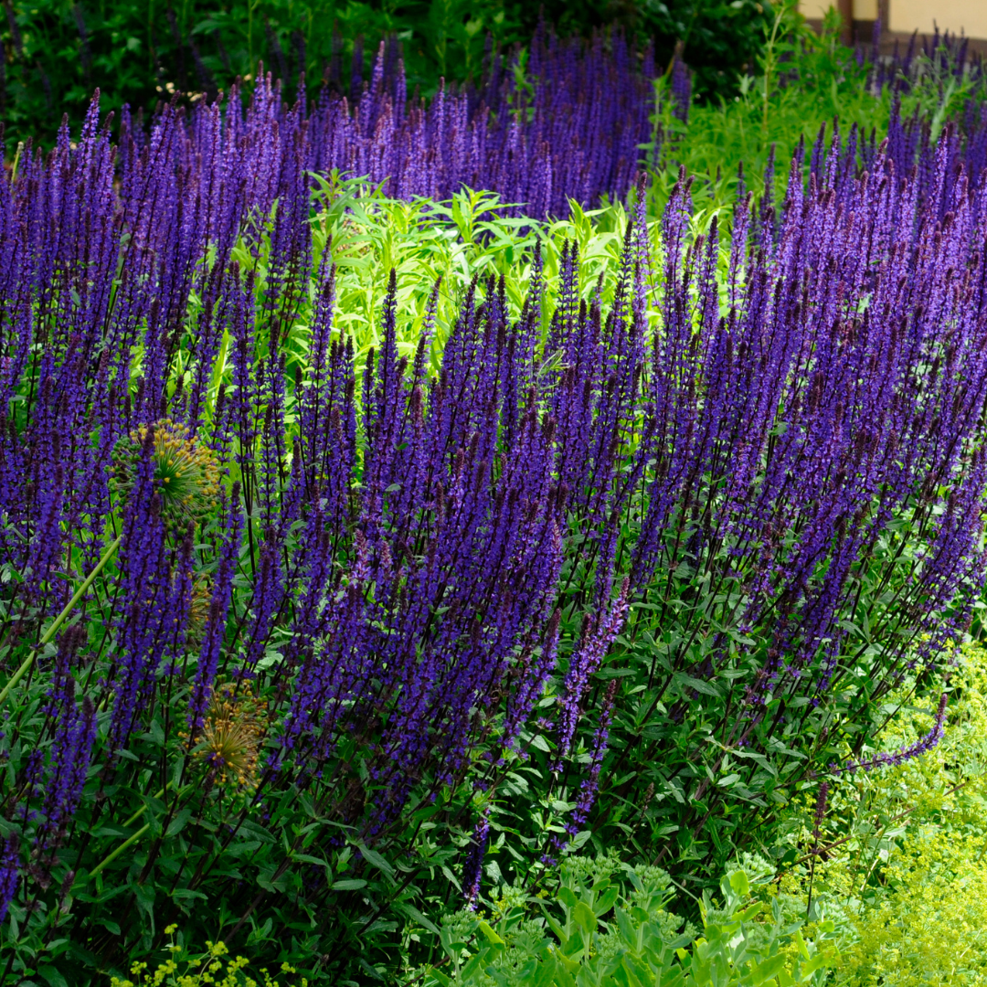 Salvia nemorosa 'Caradonna'