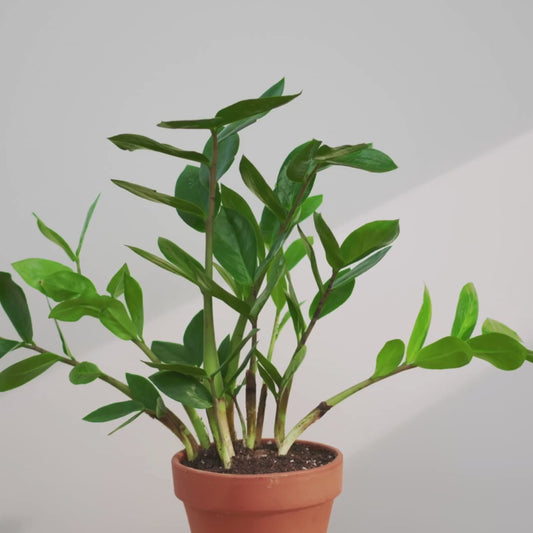 Zamioculcas zamiifolia
