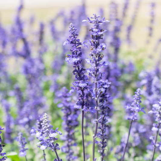 Salvia sylvestris