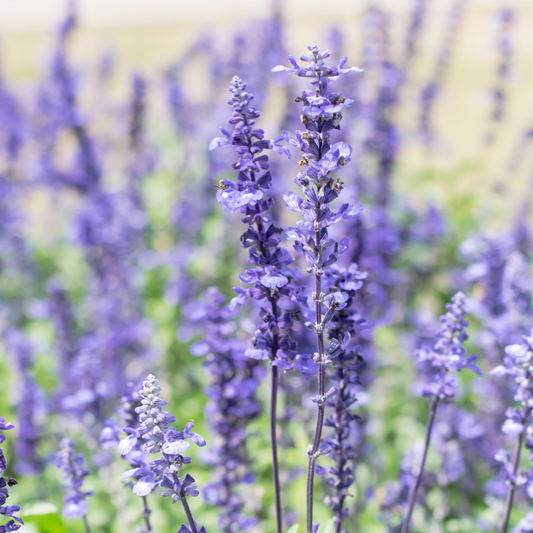 Salvia pretensis