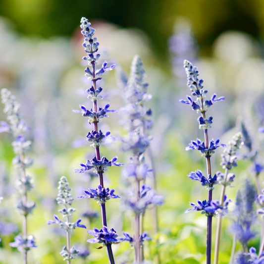 Salvia sylvestris